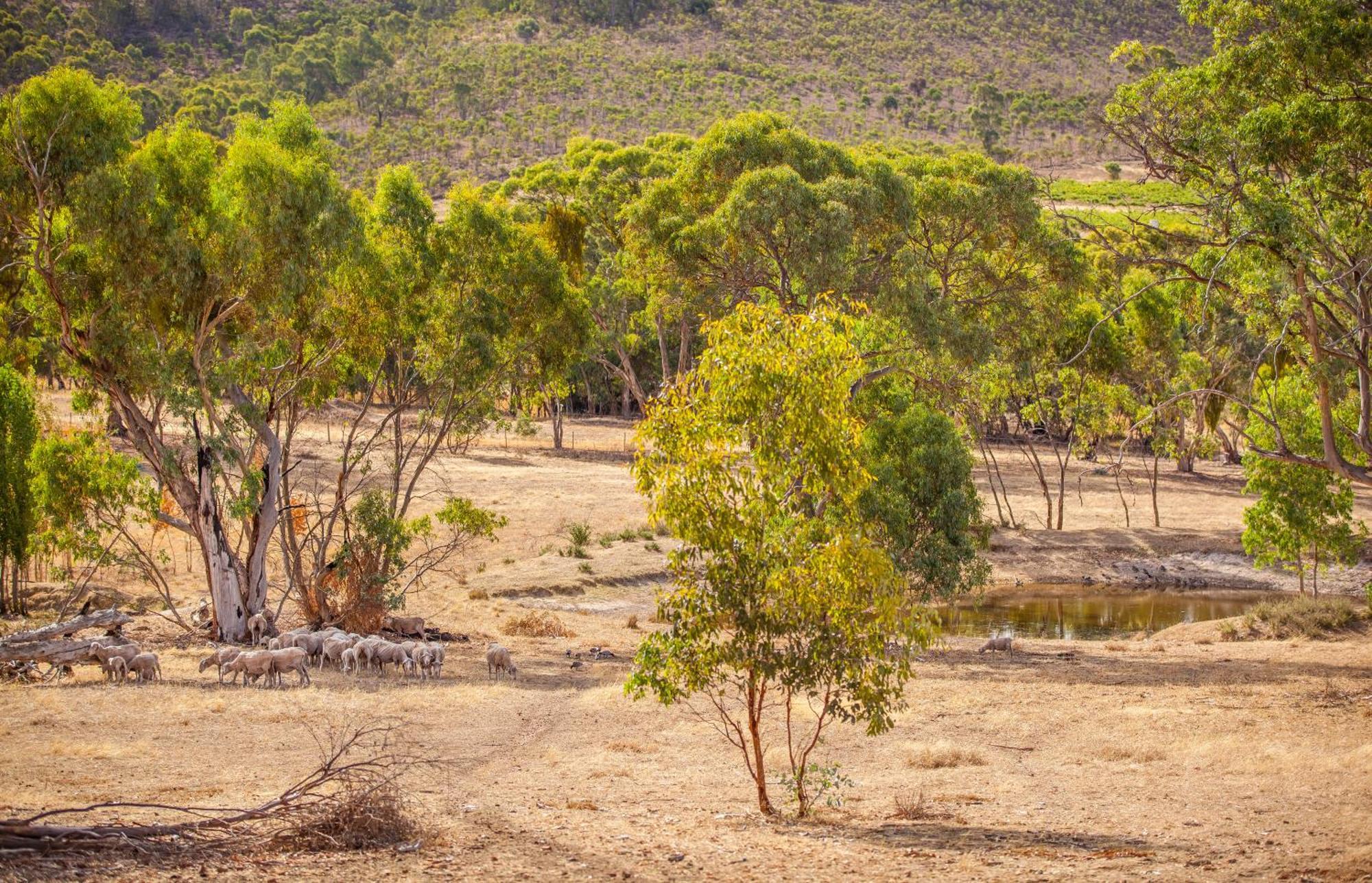 Neagles Retreat Villas كلير الغرفة الصورة
